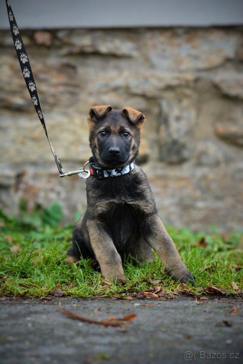 Německý ovčák s PP - 4