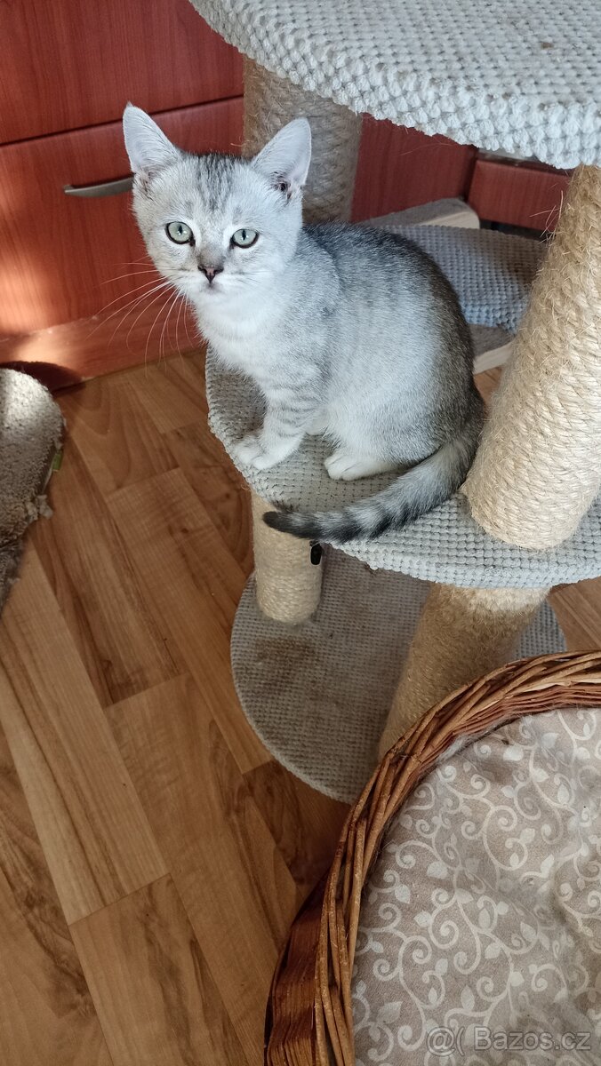 Britský whiskas kocourek s PP - 4