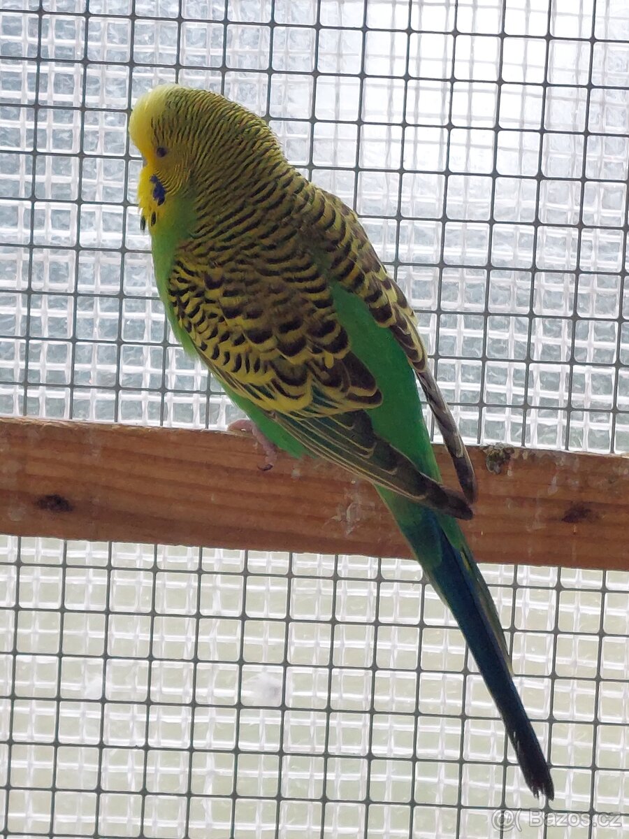 Andulka vlnkovaná - 4