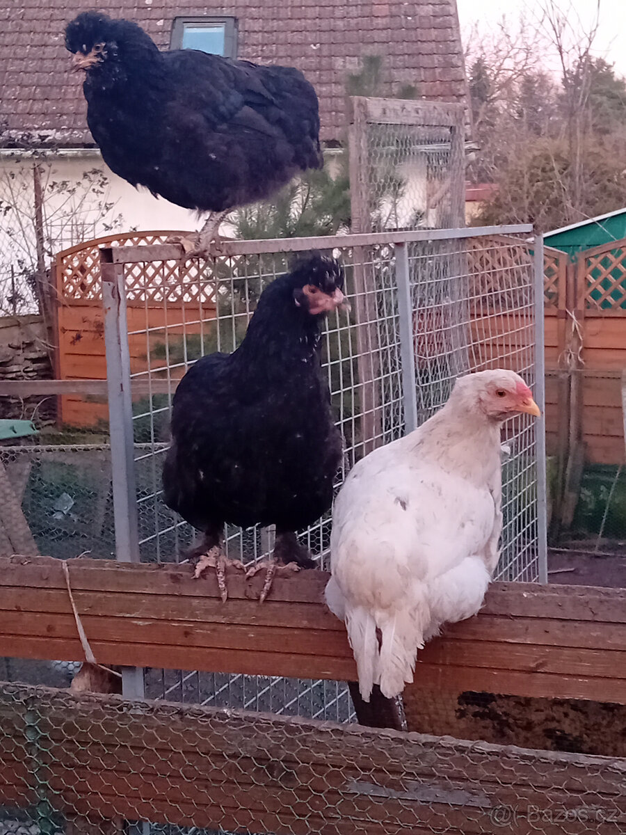 Mladé slepičky - 4