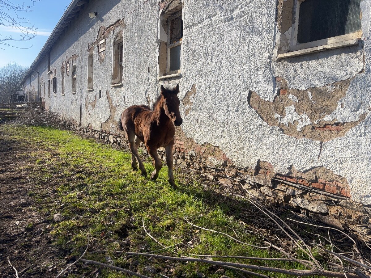 Hříbě plemene norik - 4