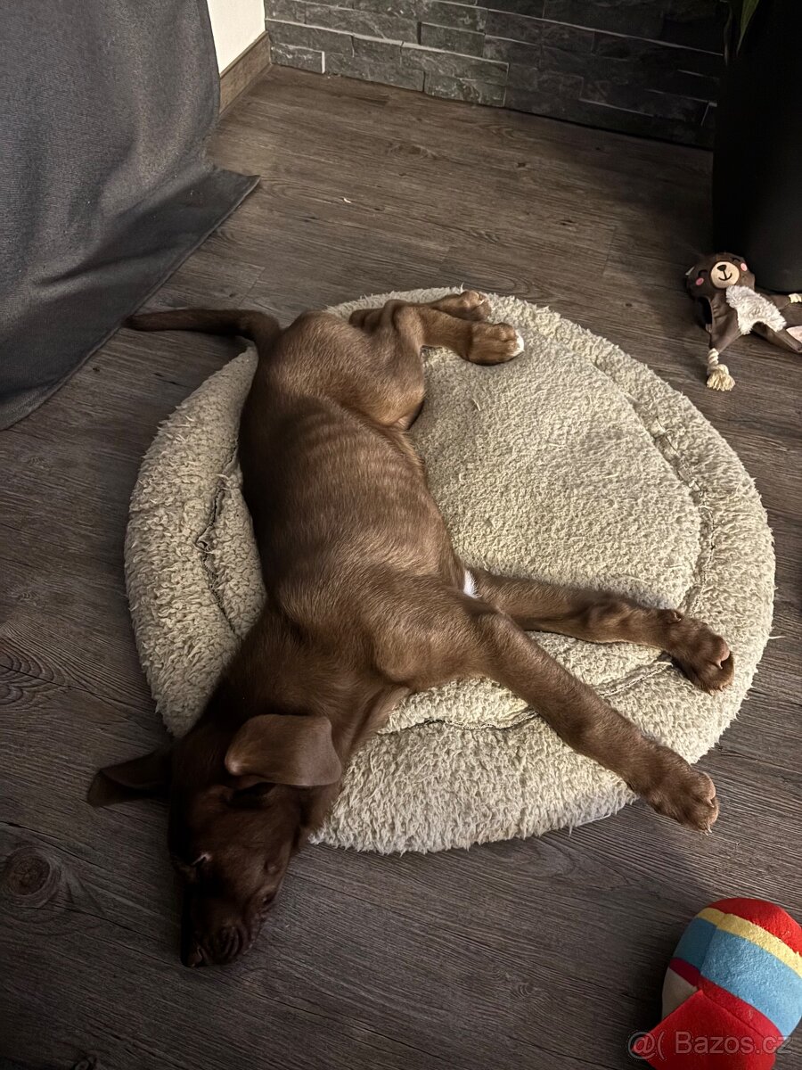 Výmarský ohař x Sibiřský husky - 4