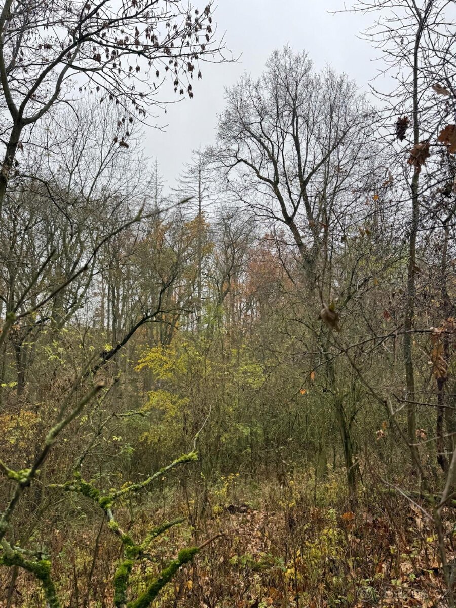 Prodej lesního pozemku k.ú. Boreč - 4