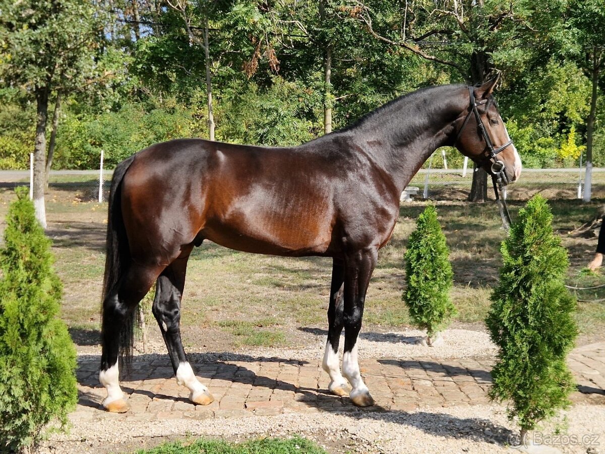 Hľadám nový domov #Karan - 4