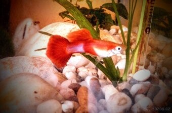 Poecilia Reticulata perleťové ČERVENOPLOUTVÉ - VEL L, XL. - 4