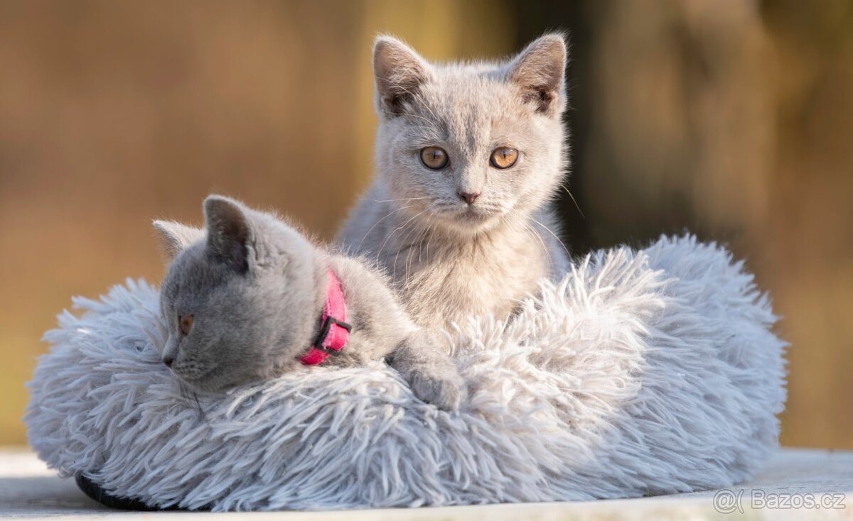 Britská koťata bez PP - 4