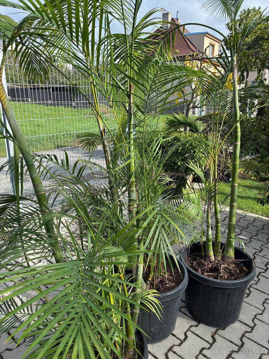 Areka dypsis výška 220 cm - 4