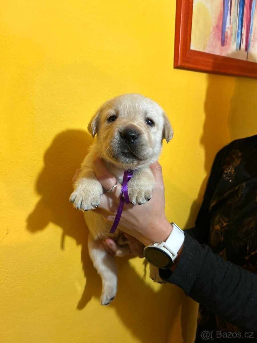 Labradorský retriever s PP - 4