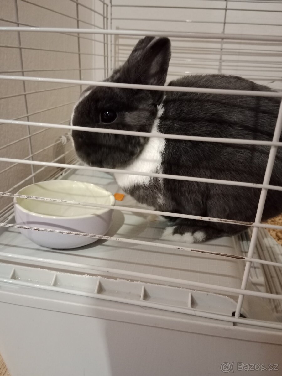 Zakrslý králík - 4
