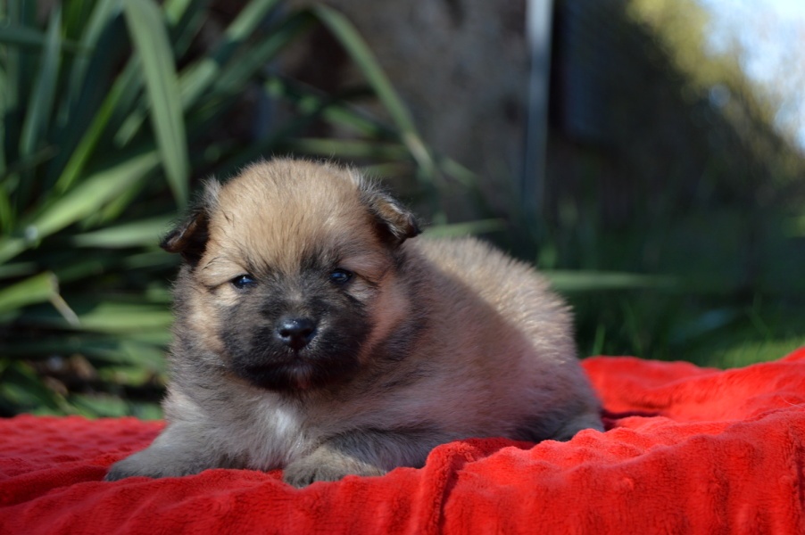 Německý špic malý s PP - 4