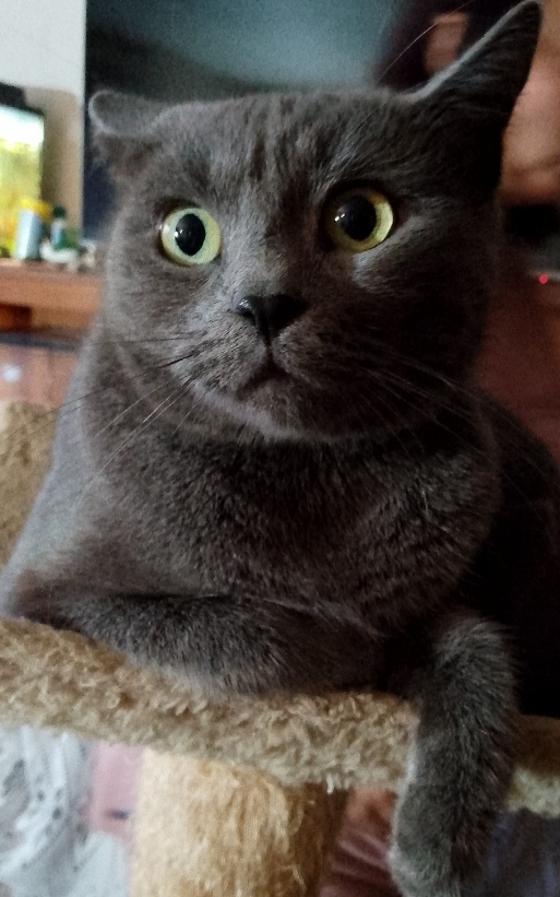 Prodám britské modré koťátka bez PP - 4