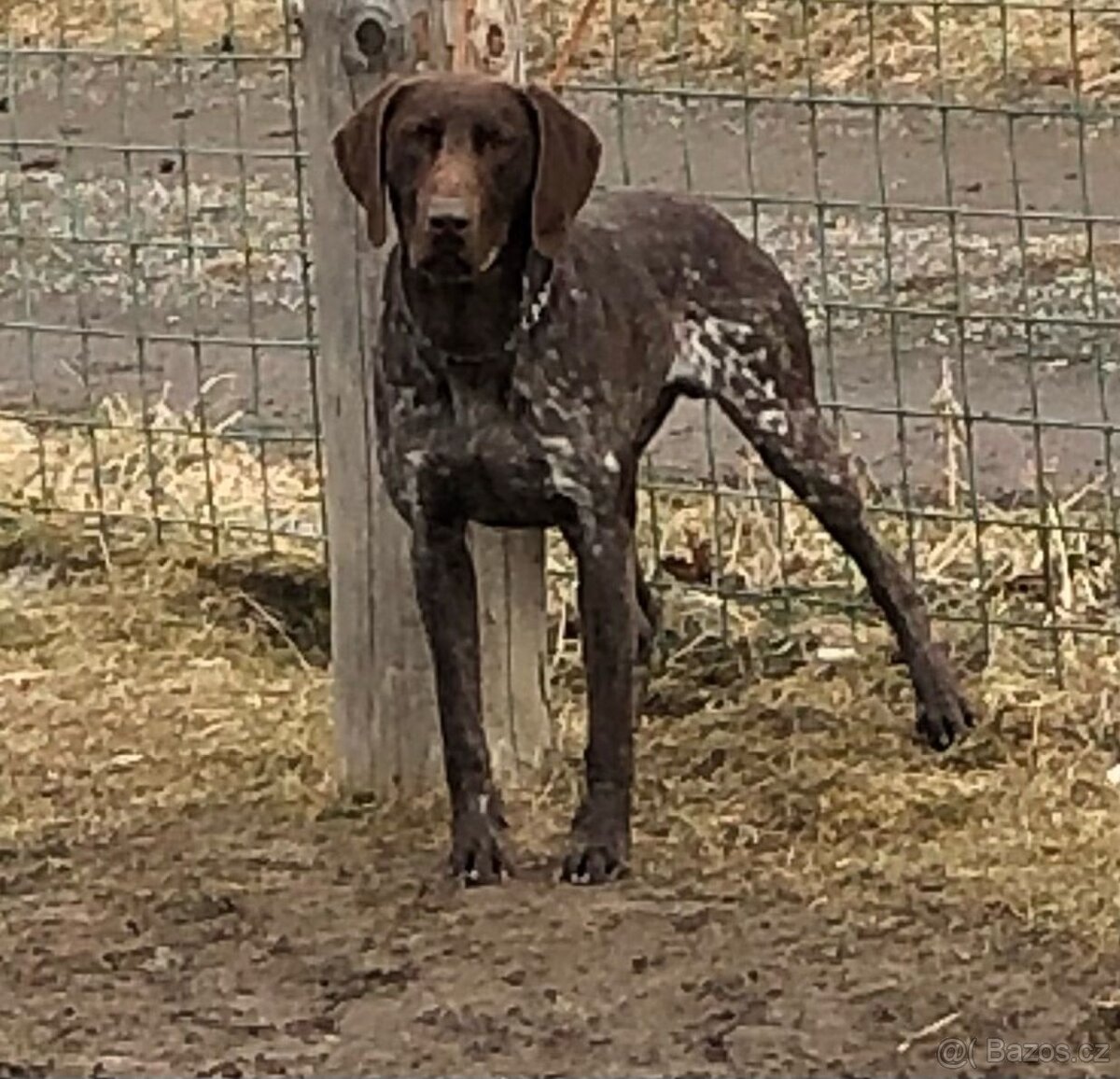 Německý krátkosrstý ohař-PZ-I.cena - 4