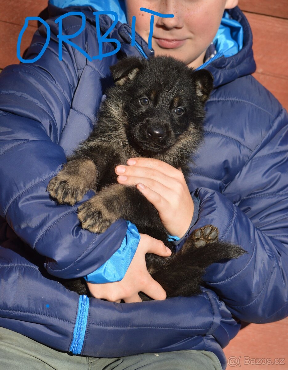 Německý ovčák-štěňata - 4