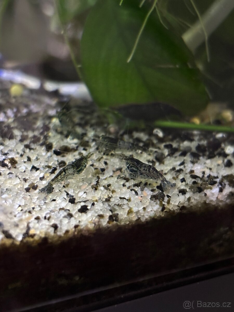 Akvarijní krevety - 4