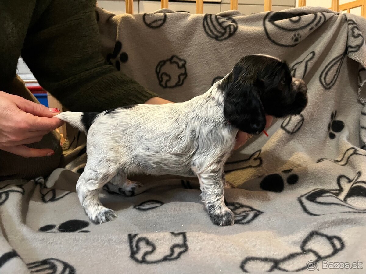 Anglicky kokršpaněl - 4