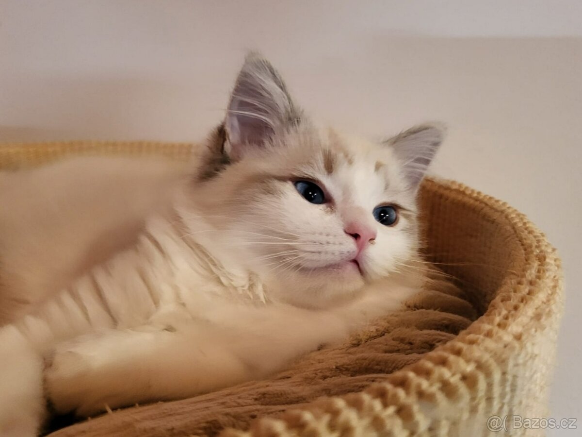Ragdoll koťata s PP - 4