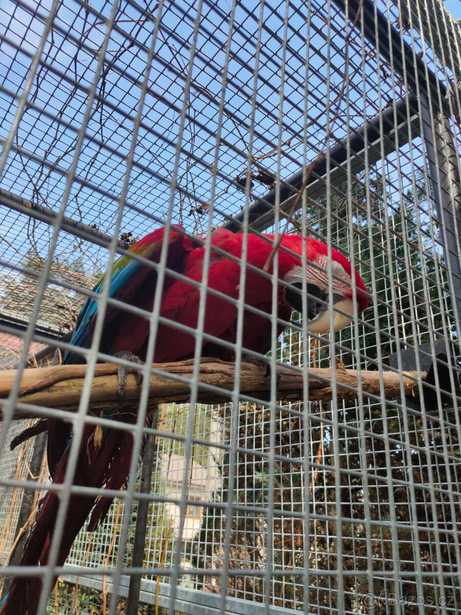 Ara zelenokridly - 4