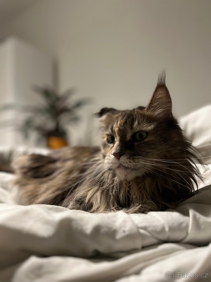 Mainská mývalí kočka - 4