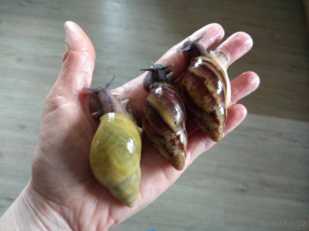 Africký šnek Archachatina Porphyrostoma - 4