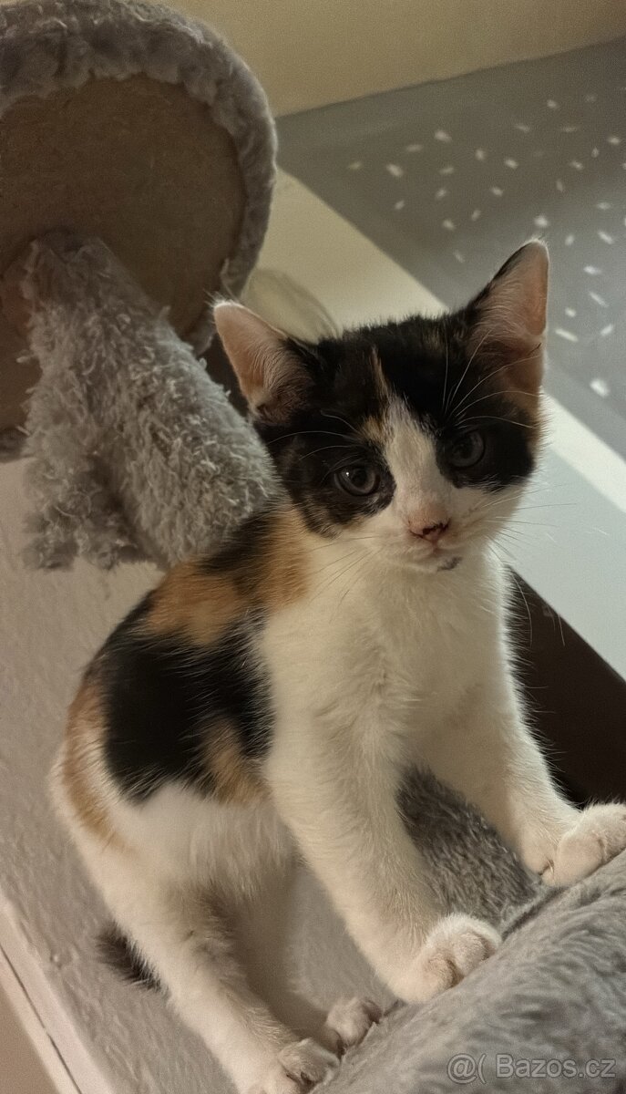 Polo-britská koťátka - 4