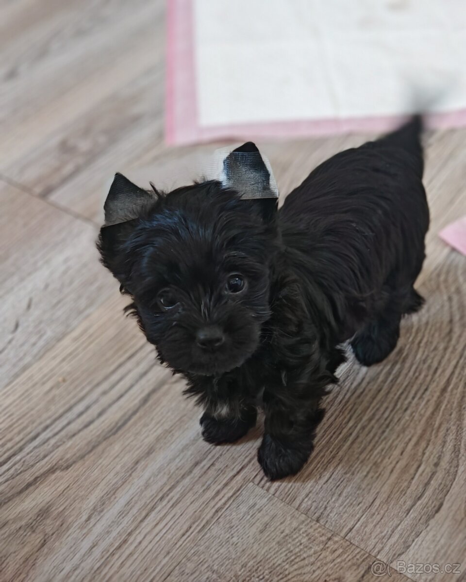 jorkšírský teriér fenka s PP - 4