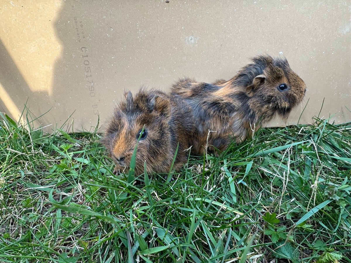 Morče - malá morčátka - morčata - morčátko - 4