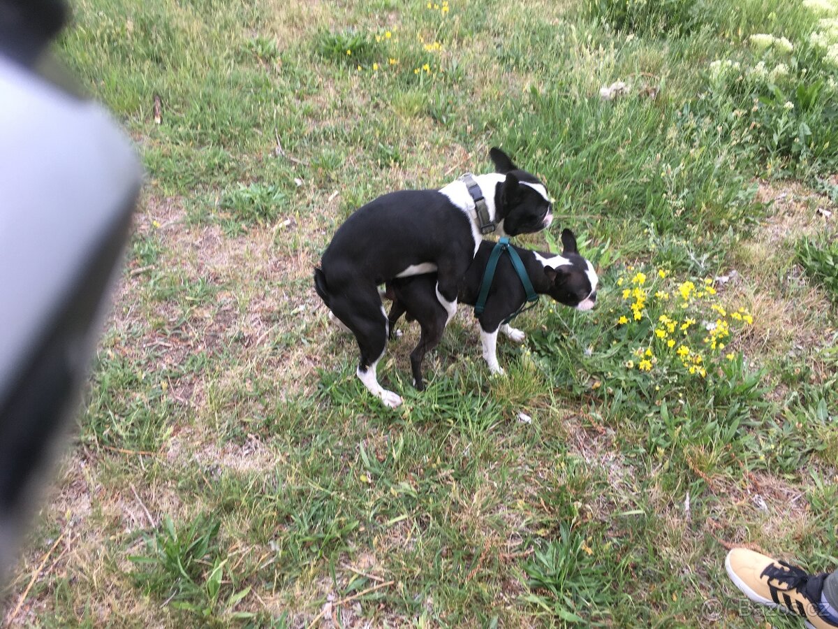 Bostonský terier ke krytí - 4