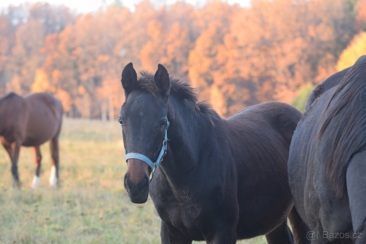 Belmondo letošní odstávče - 4