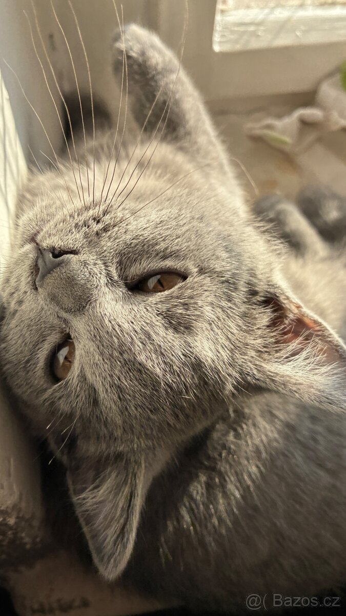 Britská koťata - 4