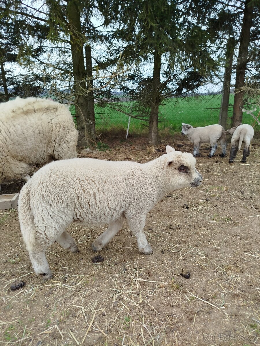 Jehňata - 4