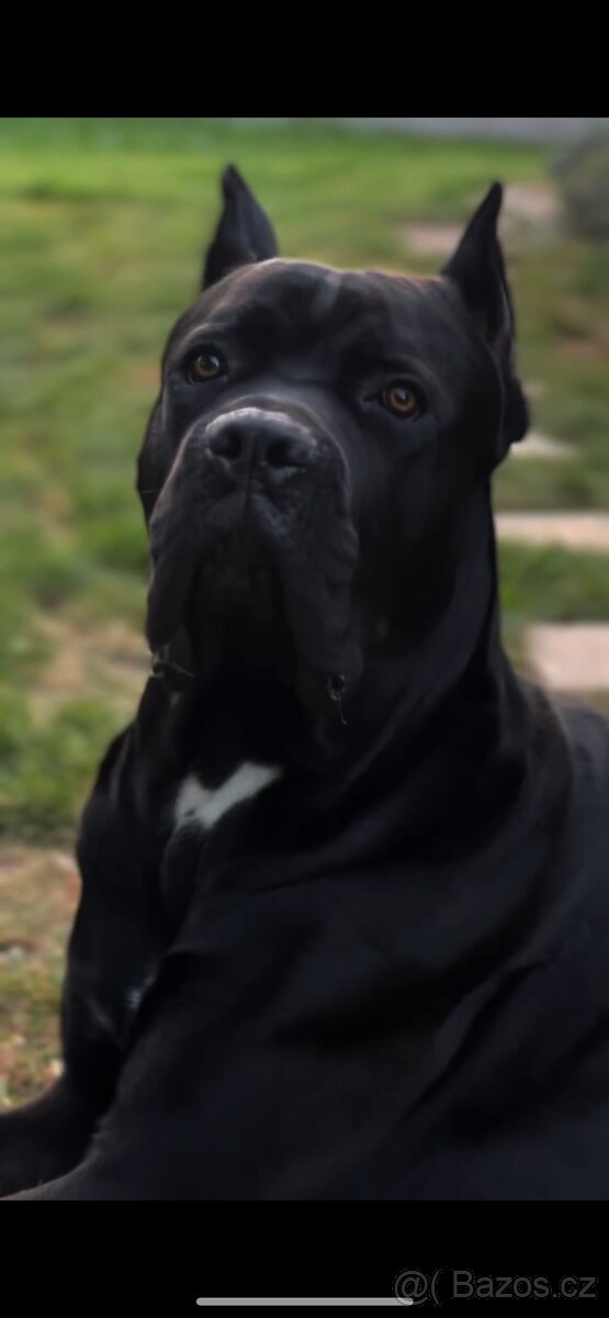 Krycí pes Cane Corso s PP - 4