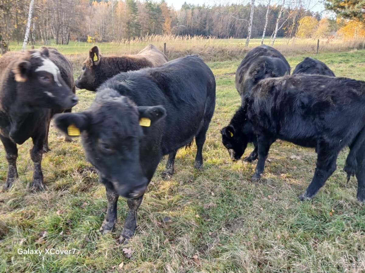 Jalovice Aberdeen Angus a MS - 4