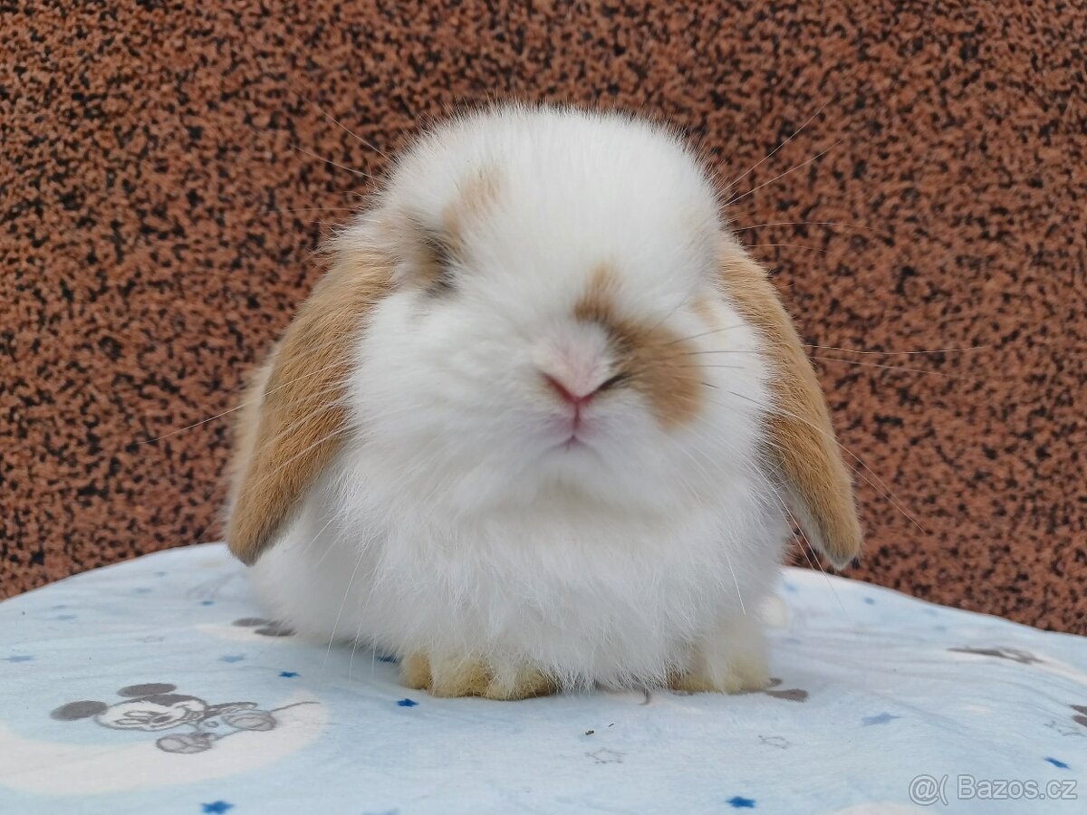 ★MiniLop Králíčci s odběrem na Vánoce ★ - 4