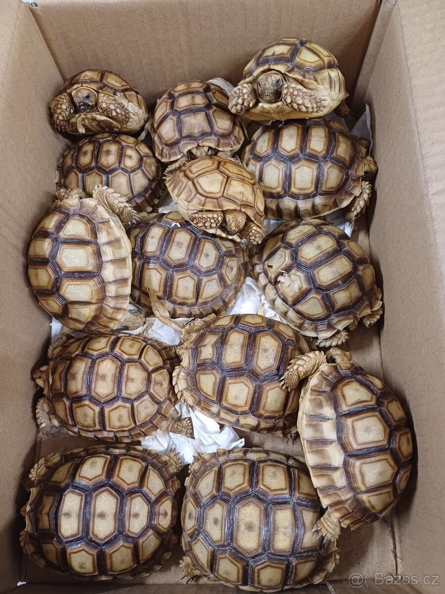Želva ostruhatá sulcáta - 4