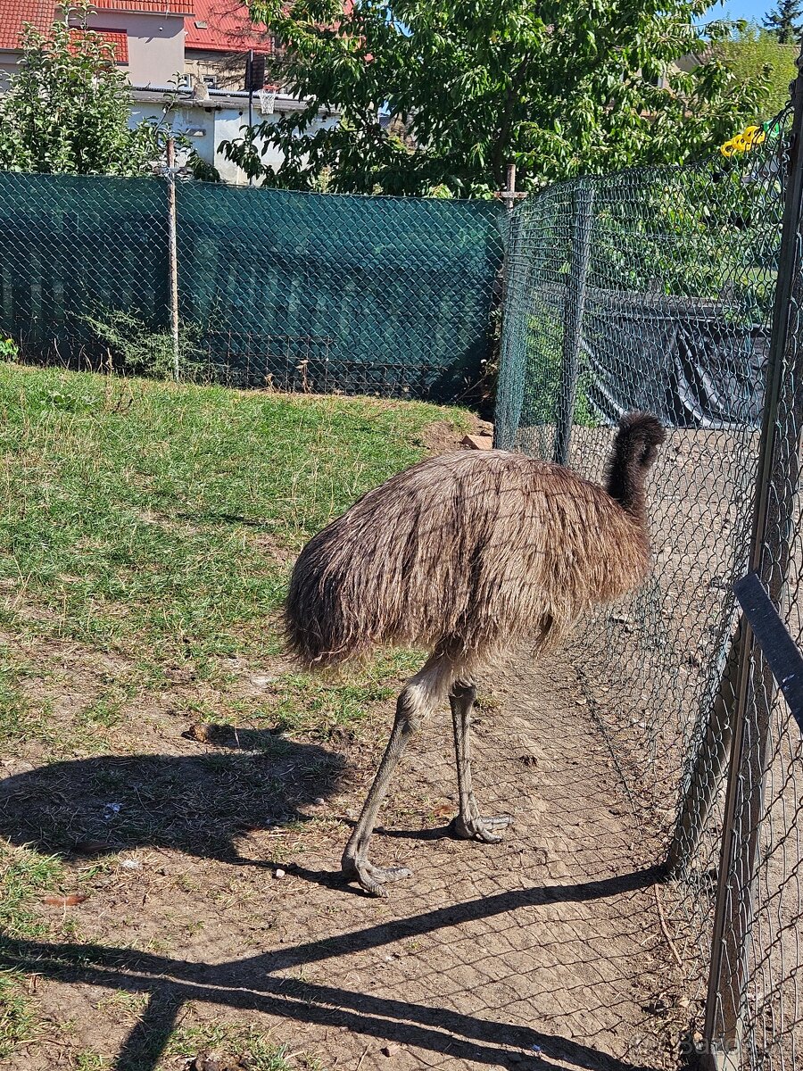Emu hnědý - 4