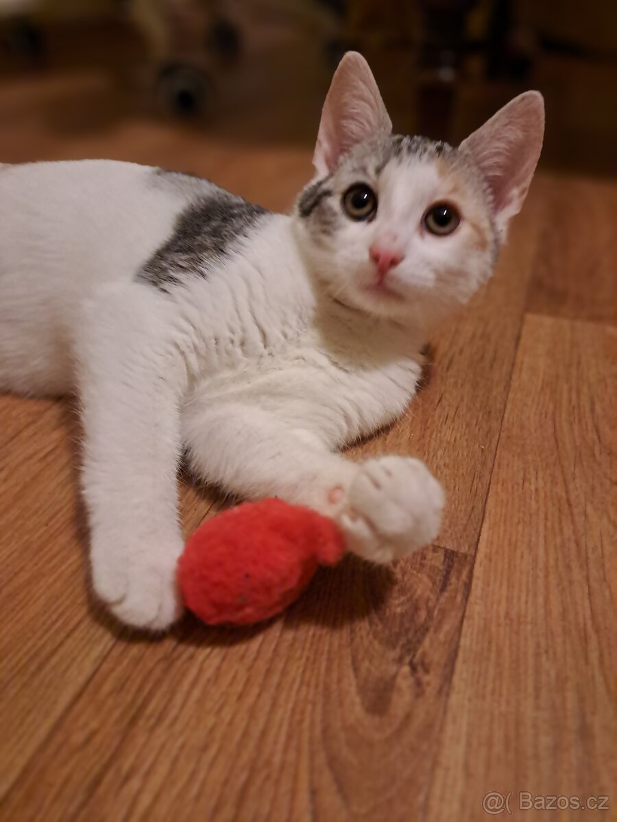 Čtyřměsíční kočička - 4