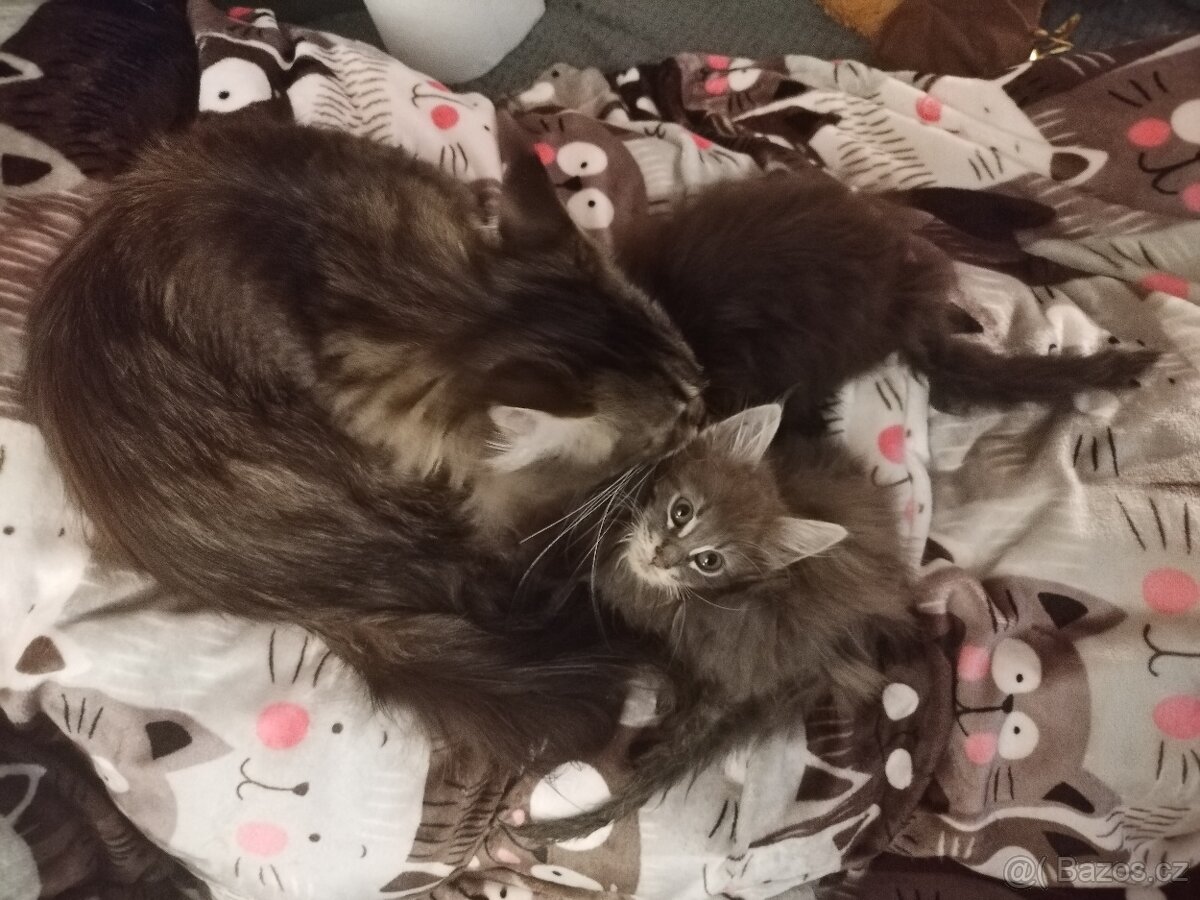 Mainská mývalí koťátka - 4