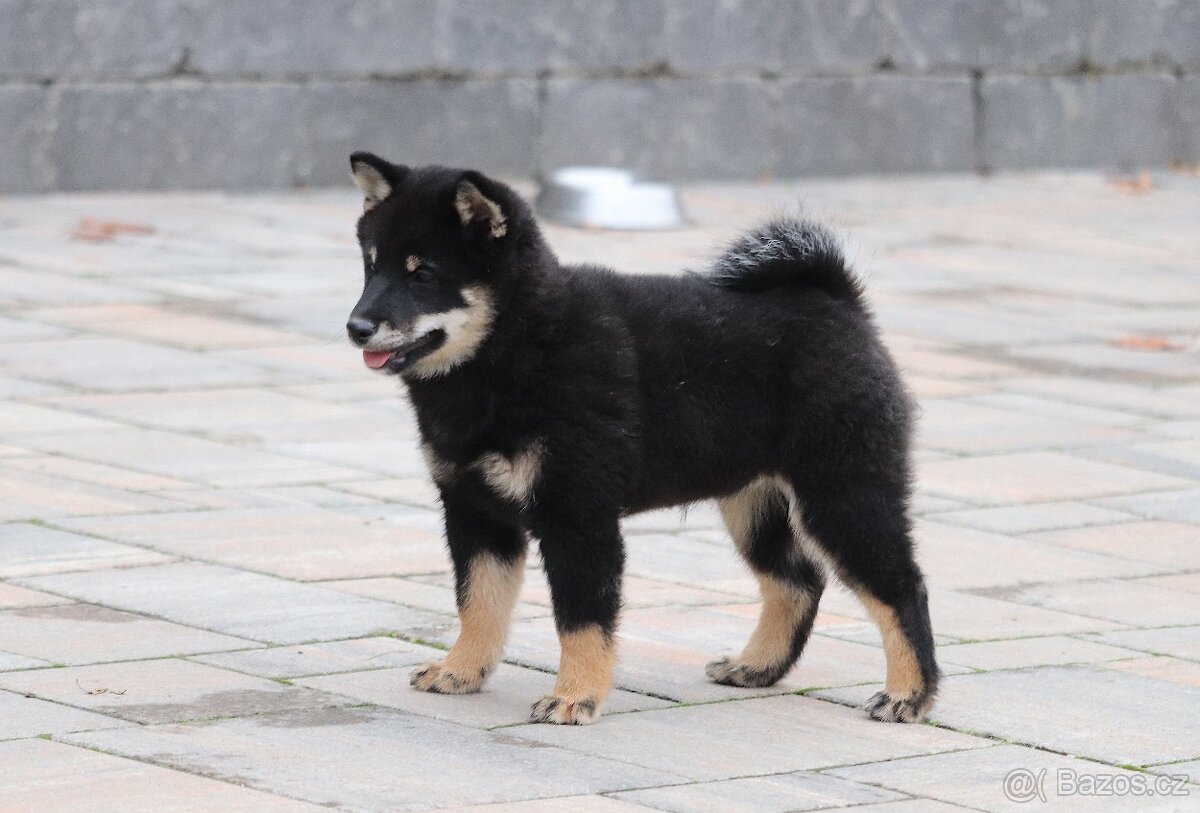 Shiba inu s PP - 4
