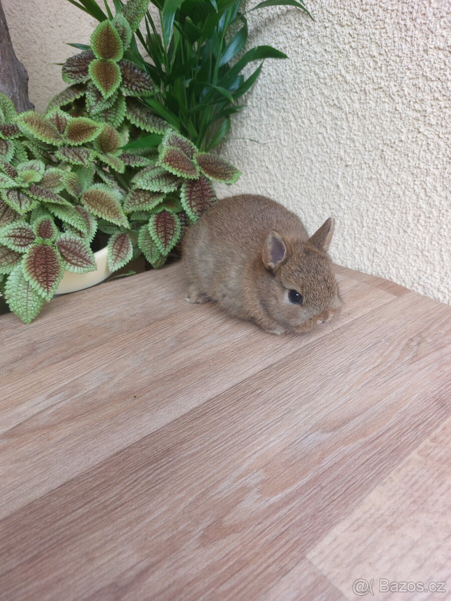 Zakrslý králík hladkosrstý - samička - 4