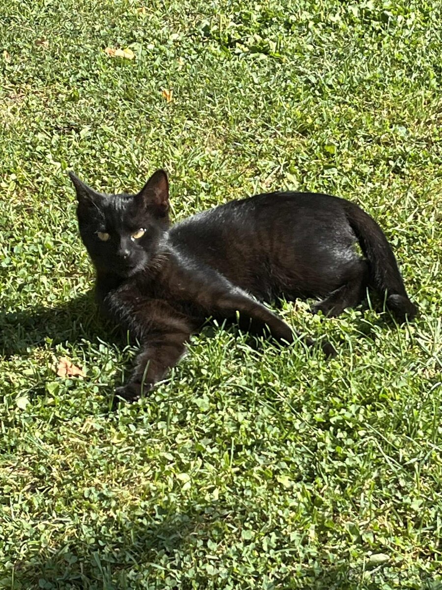 Daruji kocourka a kočičku dorostence - 4