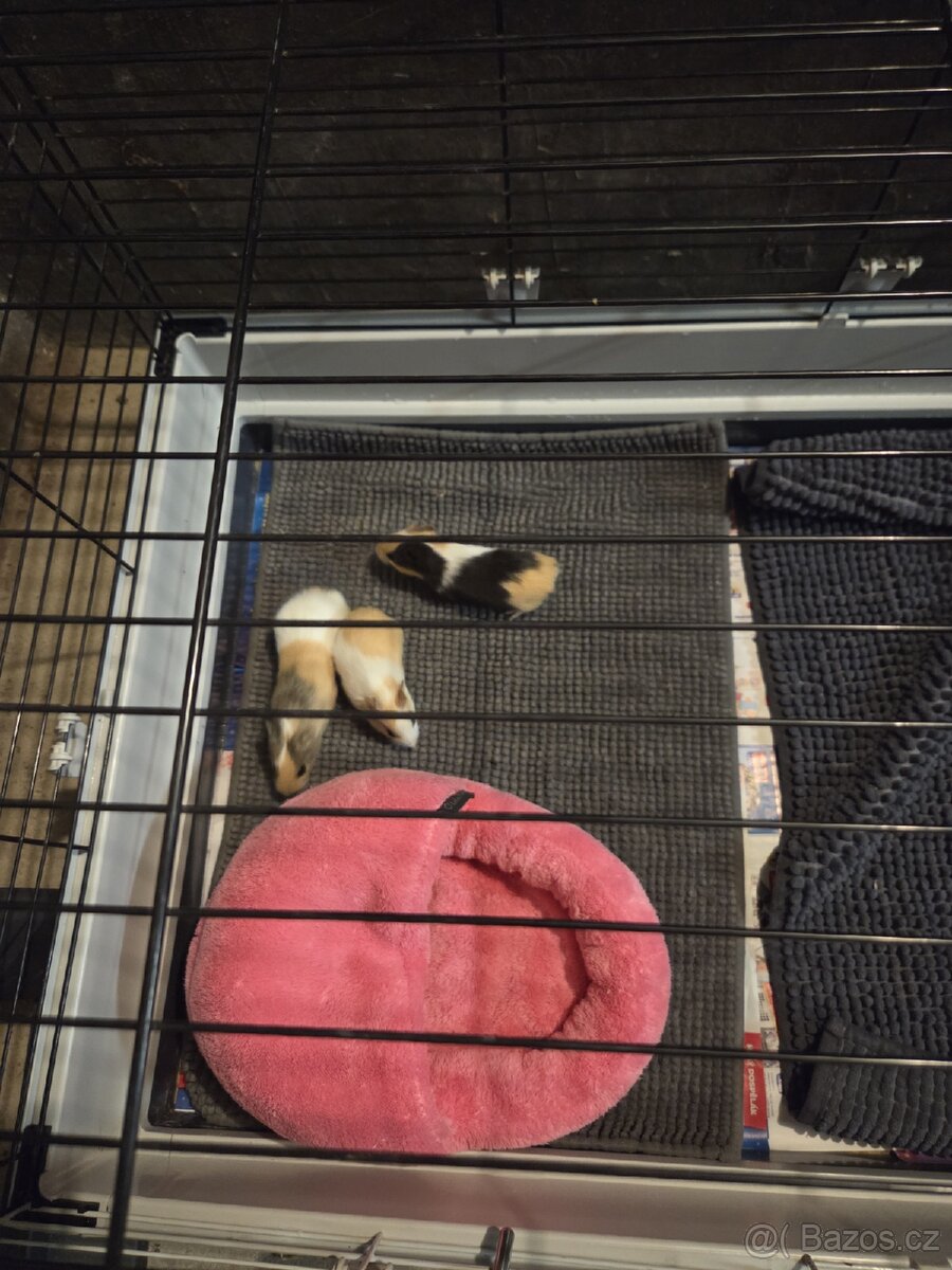 Morčata včetně klece a příslušenství - 4