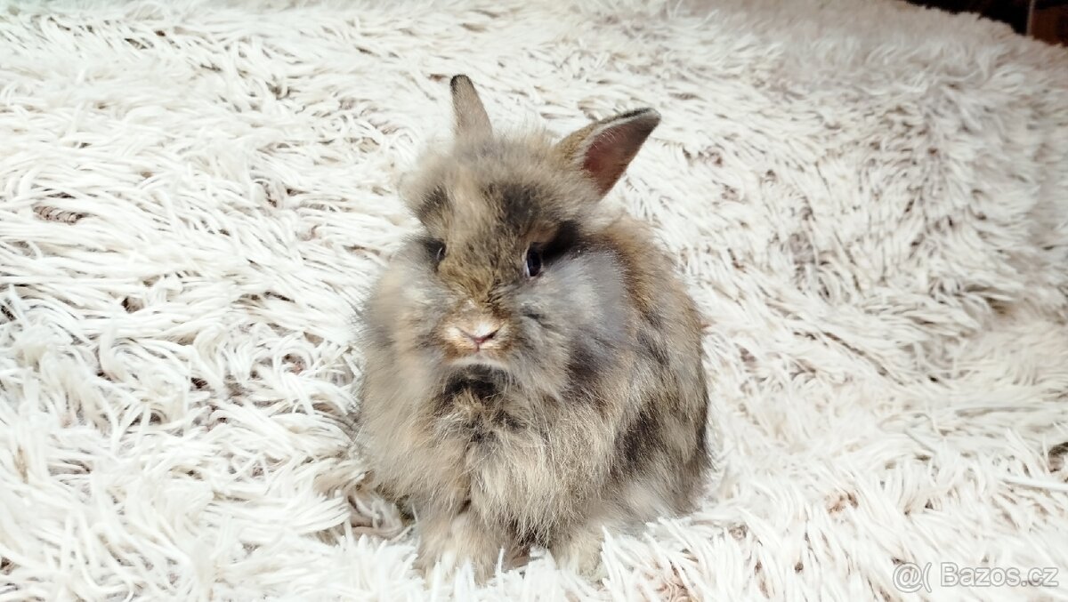 Zakrslý králík, králíček - HARRY - 4
