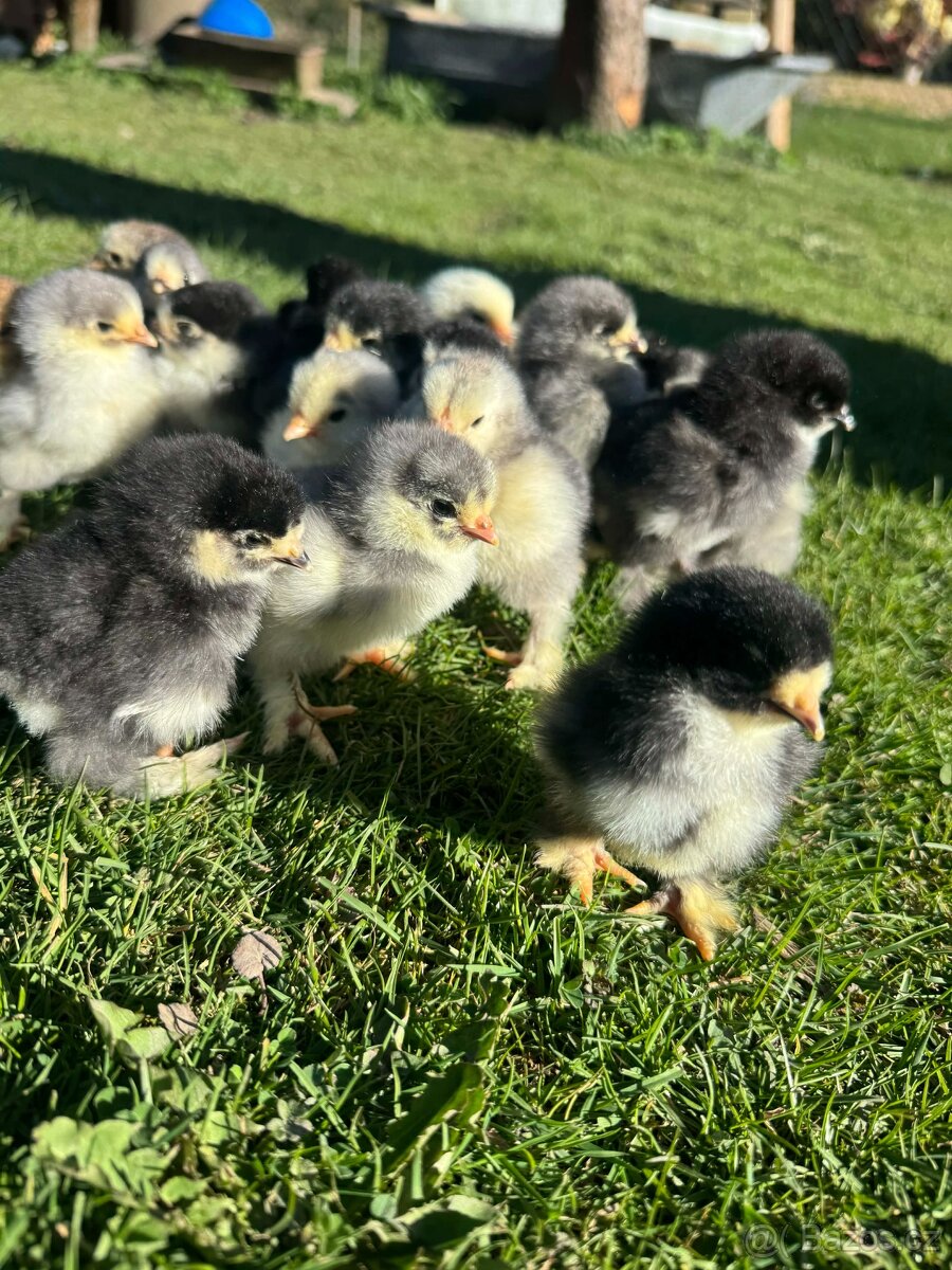 Brahmánka velká - 4