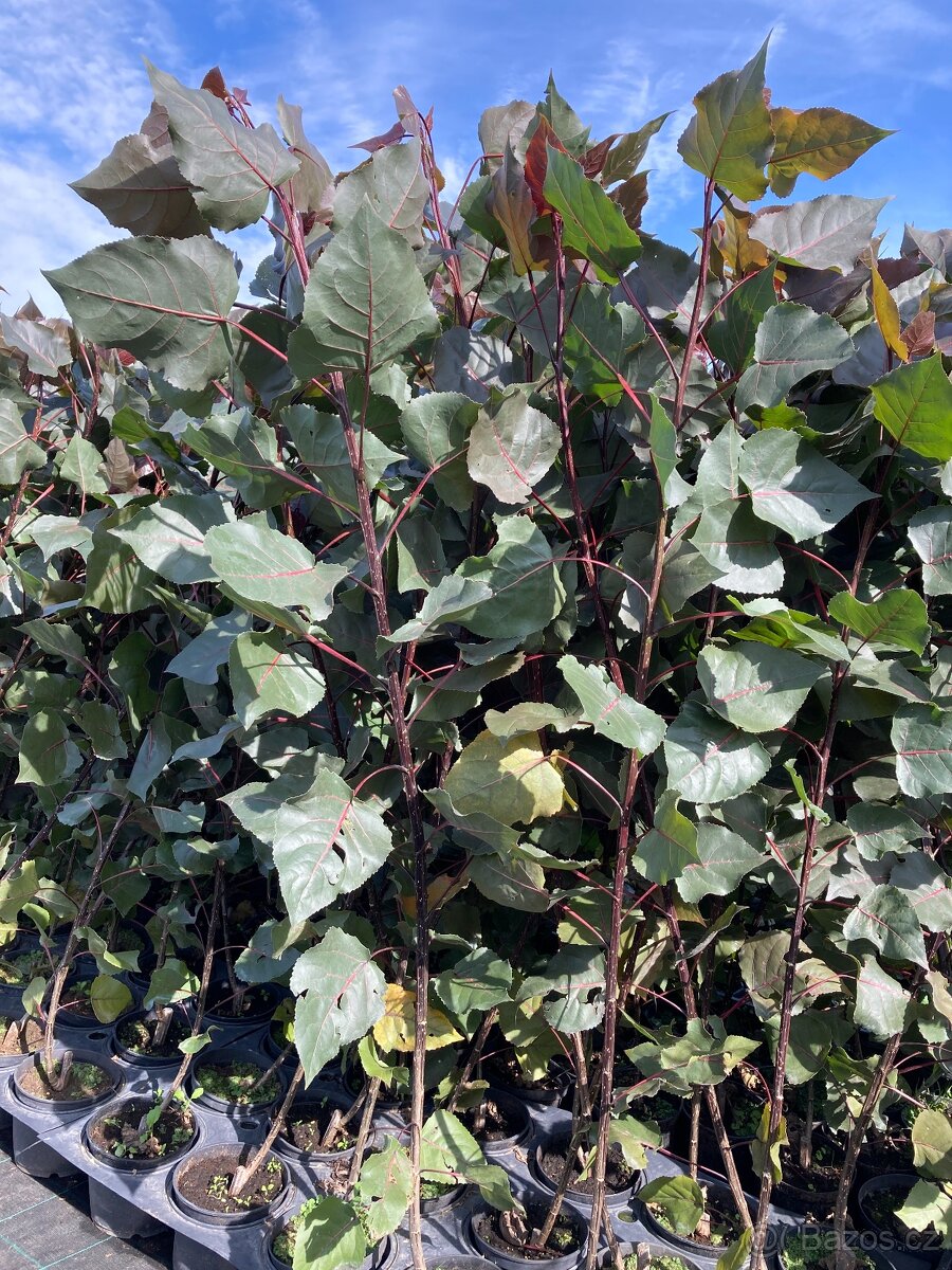 Topol bavlníkový 150 cm - 4