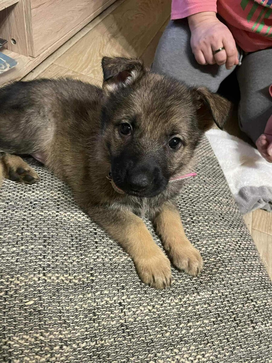 Štěňata Německý ovčák - 4