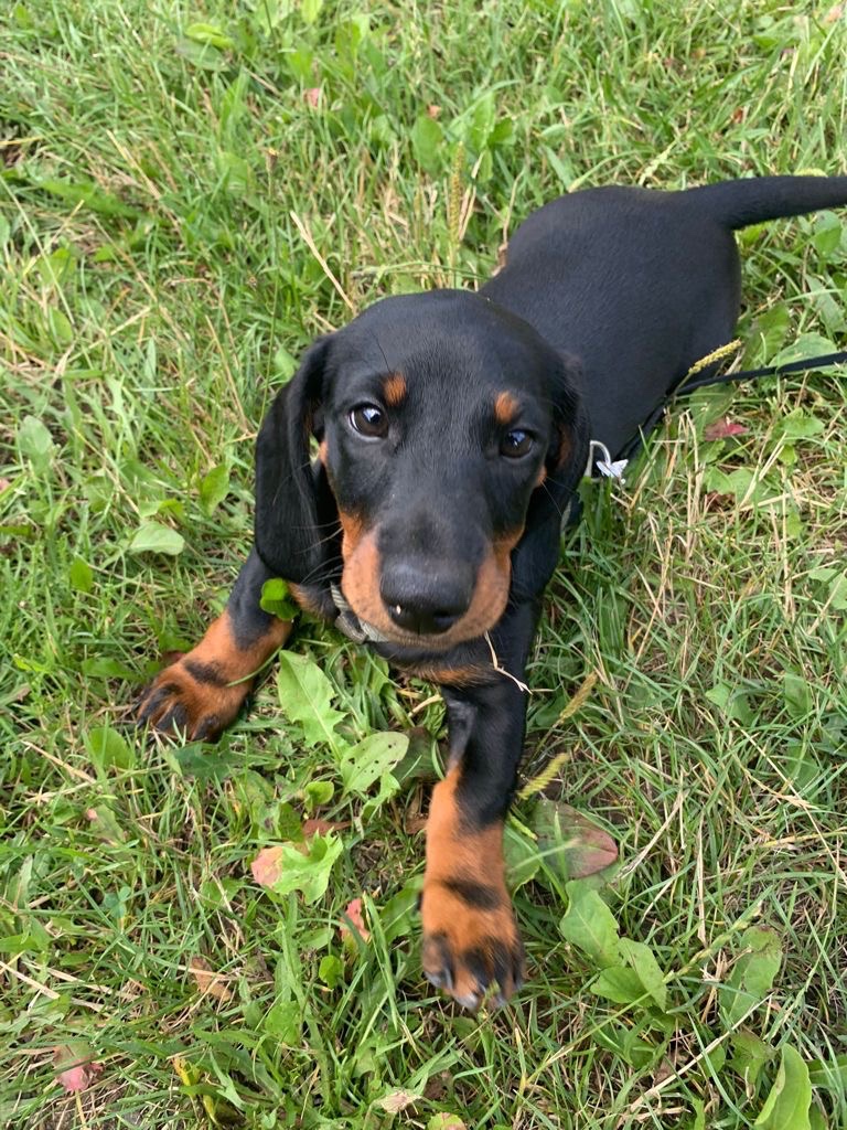 Jezevčík pálený věk 5 let papíry ano - 4