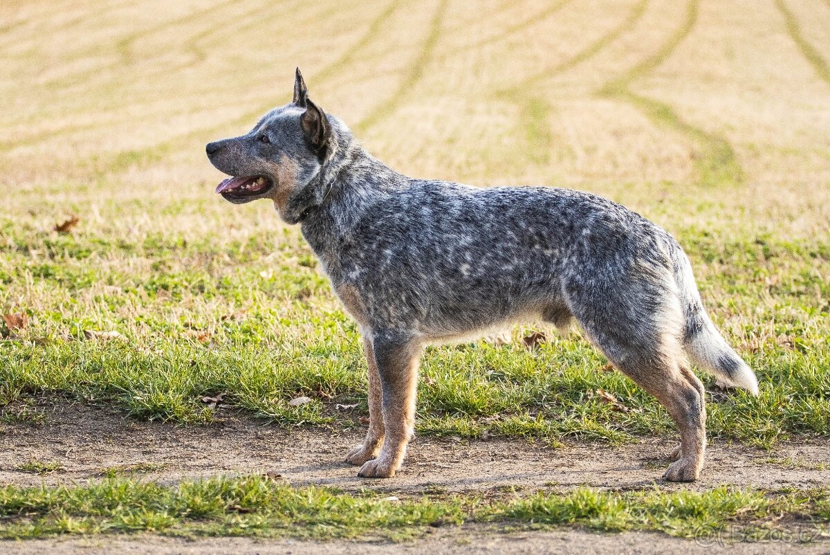 Nabízím krytí- ACD s PP - 4