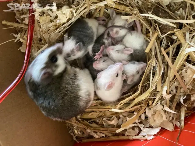 Mastomyši - Krysa malá - 4