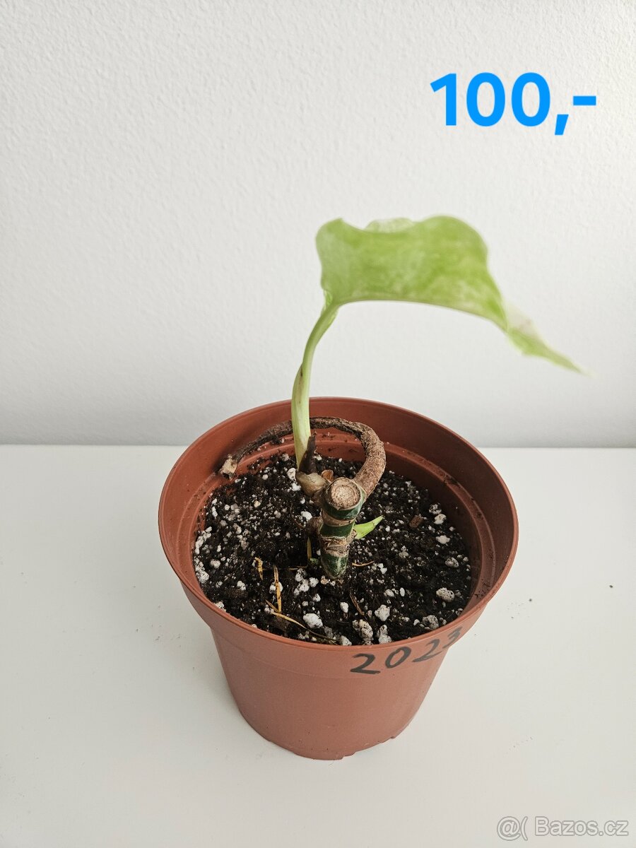 Monstera albo variegata - 4