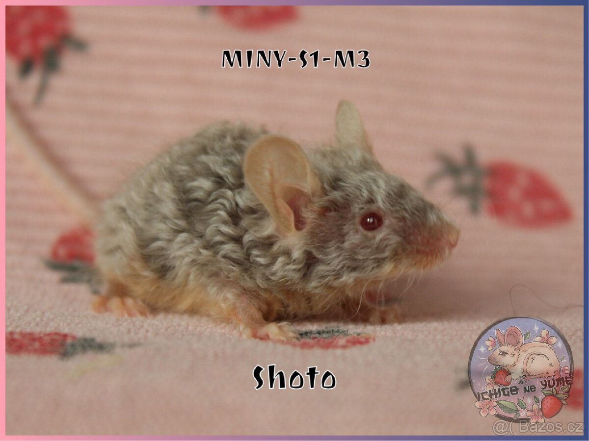 Barevné / fancy myšky - 4